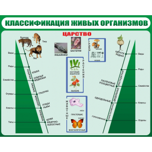 Классификация живых организмов